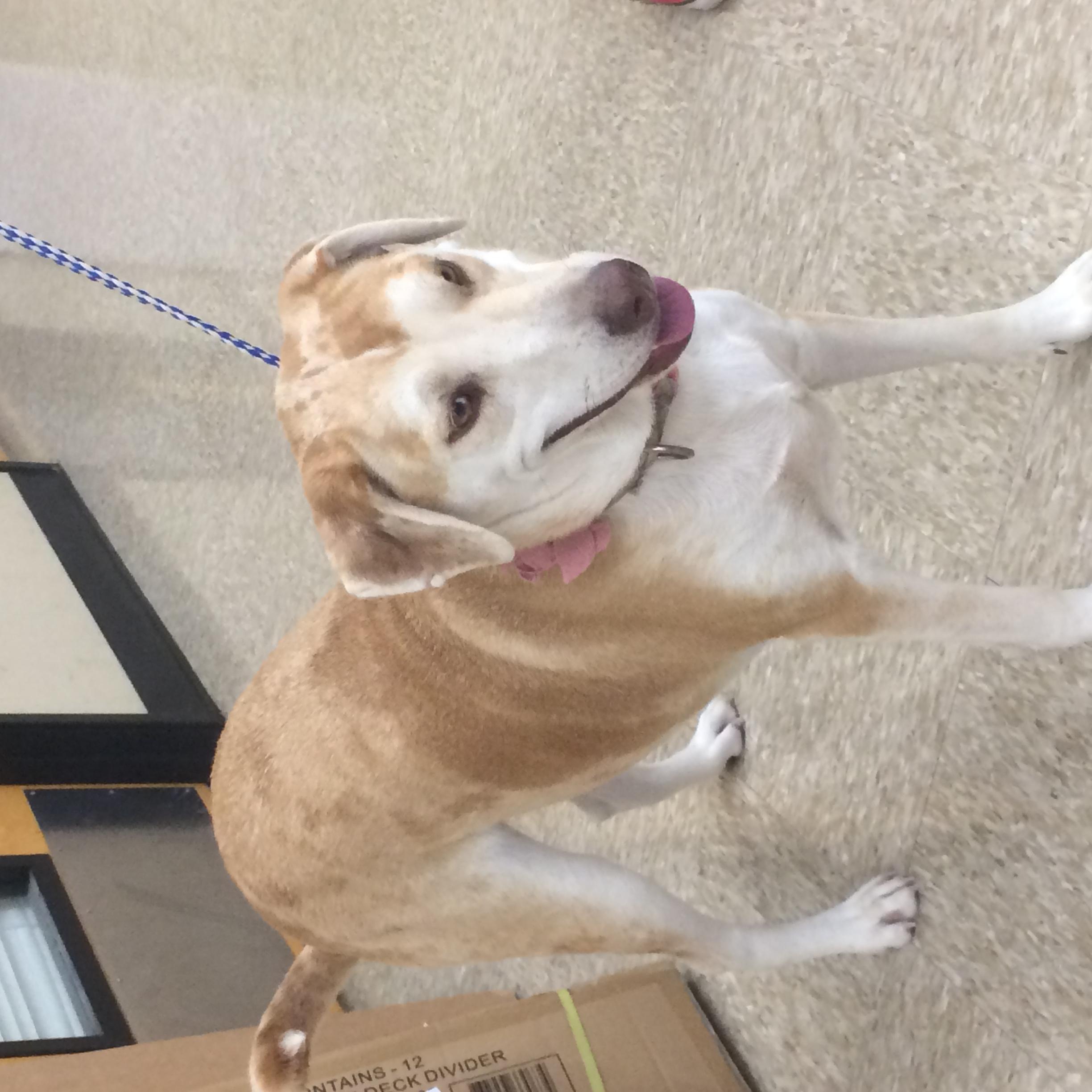 Tula, a Adoptable mixed breed in Plano, TX image 2/5