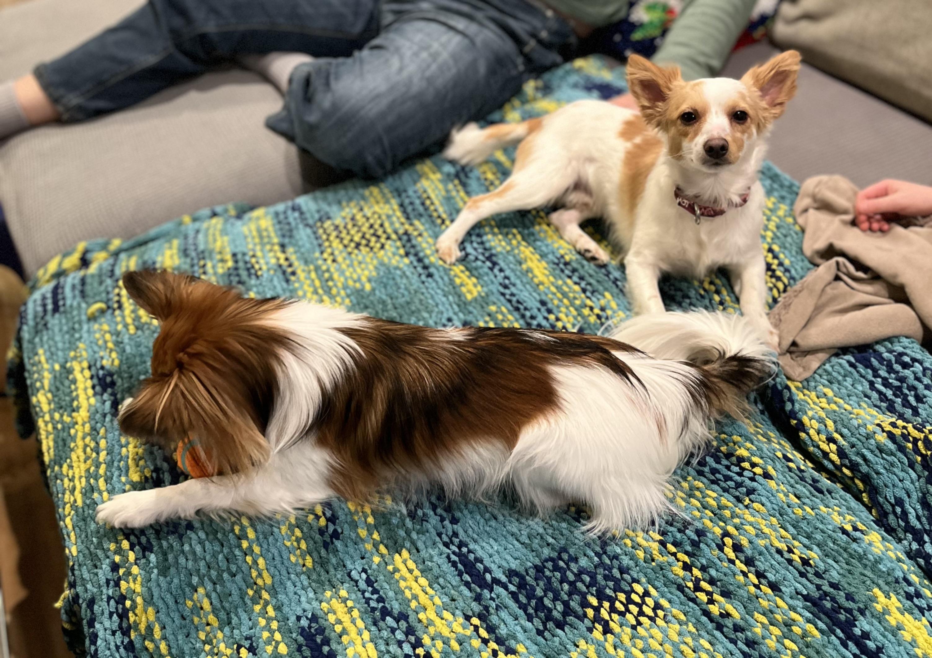 Enlarge Mateo, a ADOPTABLE mixed breed in Columbia, MD image 4/4