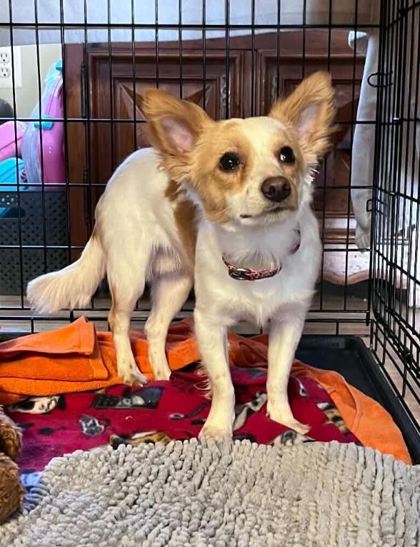 Mateo, ADOPTABLE, Young Male Papillon & Jack Russell Terrier.