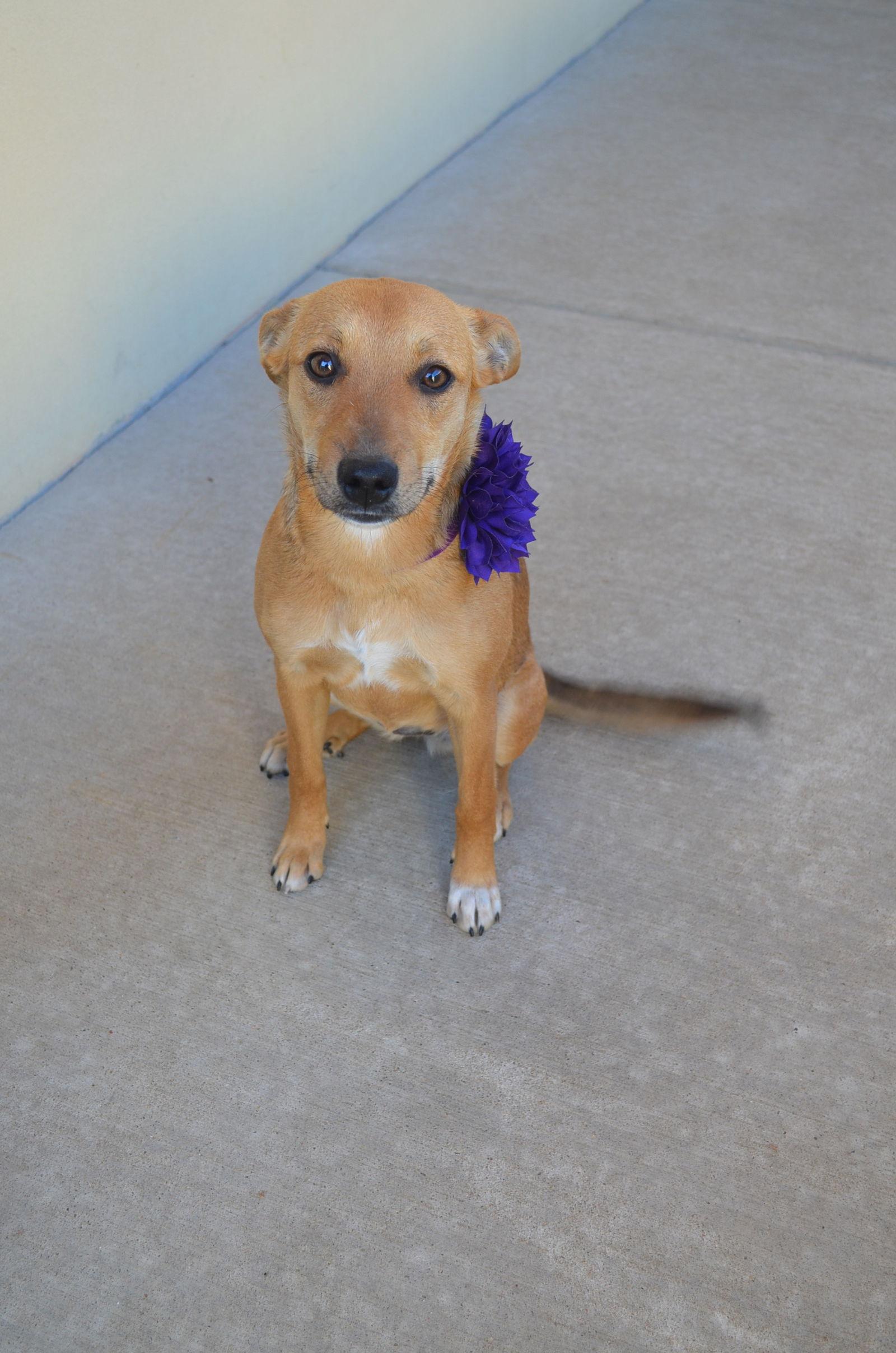 Enlarge Ravioli, a Adopted Labrador Retriever in McKinney, TX image 1/3