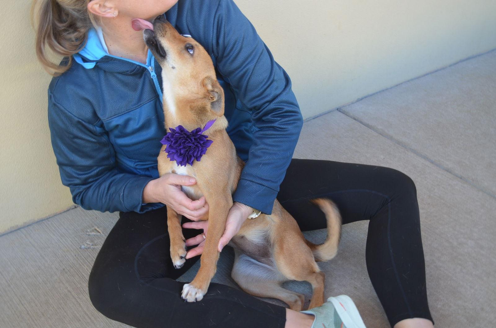 Enlarge Ravioli, a Adopted Labrador Retriever in McKinney, TX image 2/3