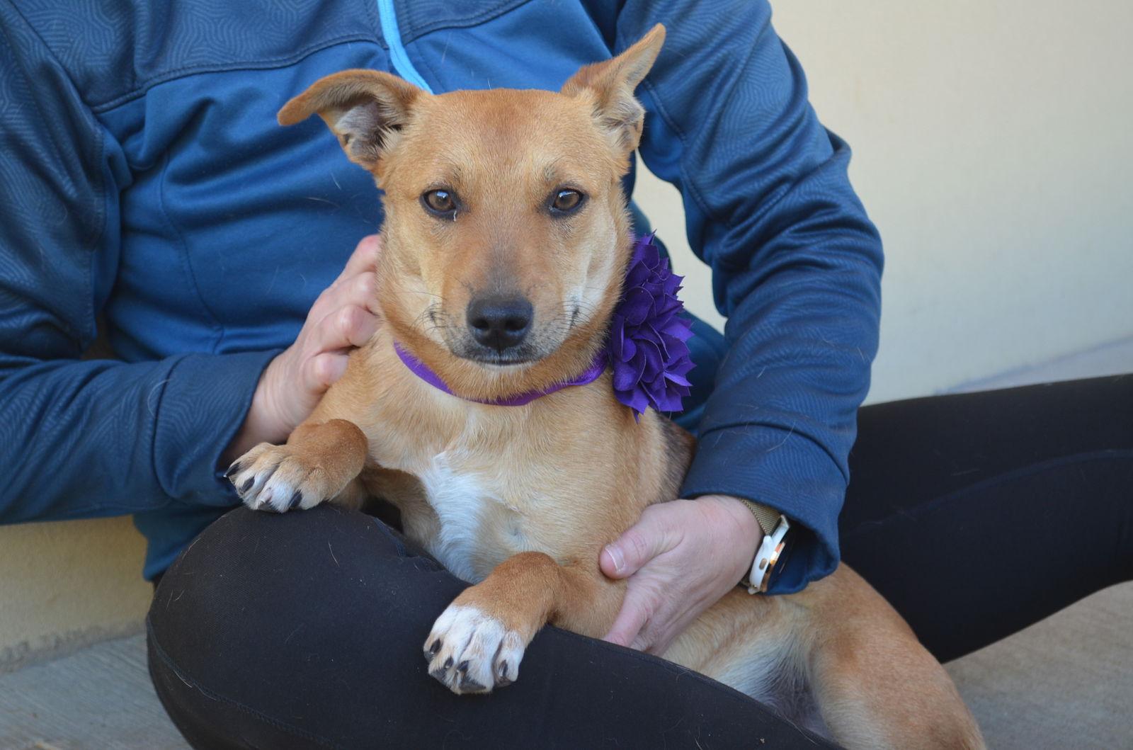 Enlarge Ravioli, a Adopted Labrador Retriever in McKinney, TX image 3/3