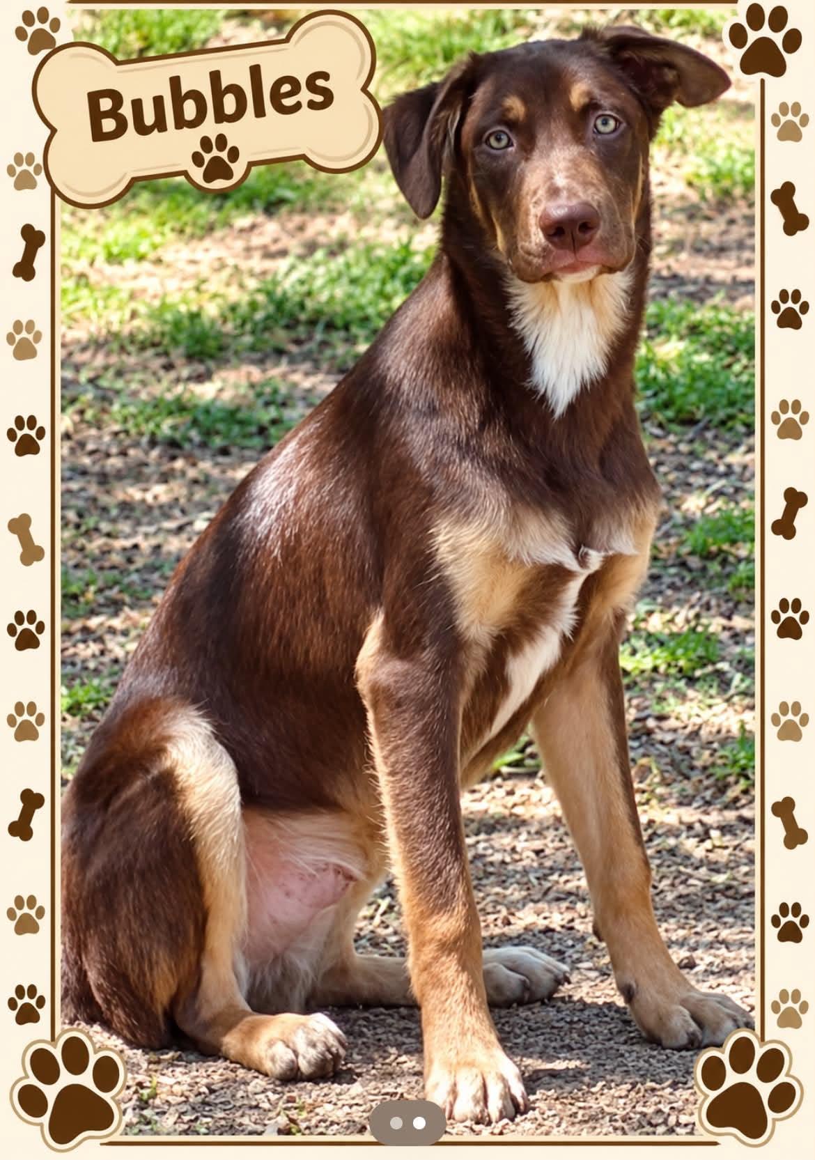 Bubbles, Adopted, Puppy Male Labrador Retriever.