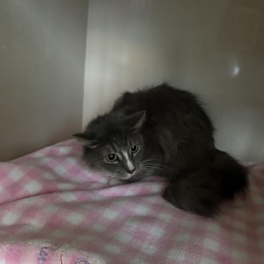 Tammy, Adoptable, Adult Female Domestic Medium Hair.