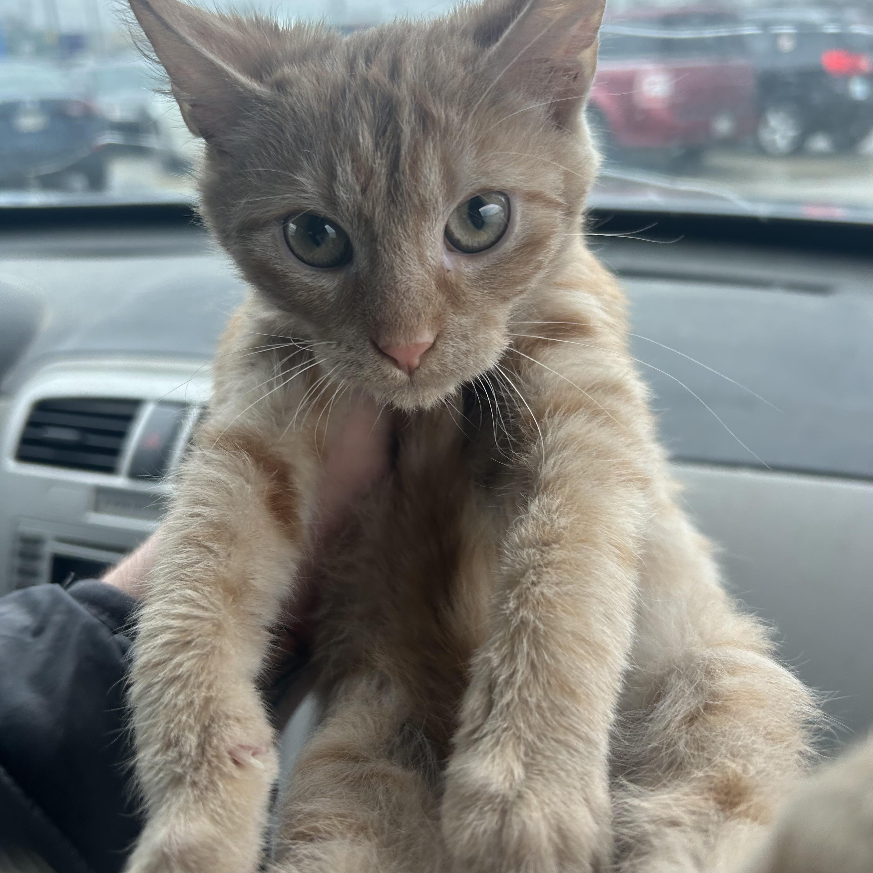 Enlarge Chips Ahoy, a ADOPTABLE mixed breed in Parma, OH image 1/1