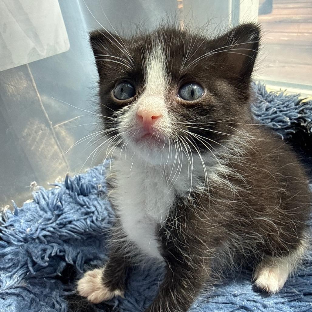 Stitch, an adopted Domestic Short Hair in Crookston, MN image 1/2