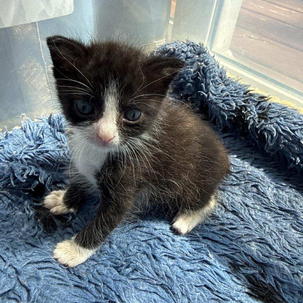 Stitch, an adopted Domestic Short Hair in Crookston, MN image 2/2
