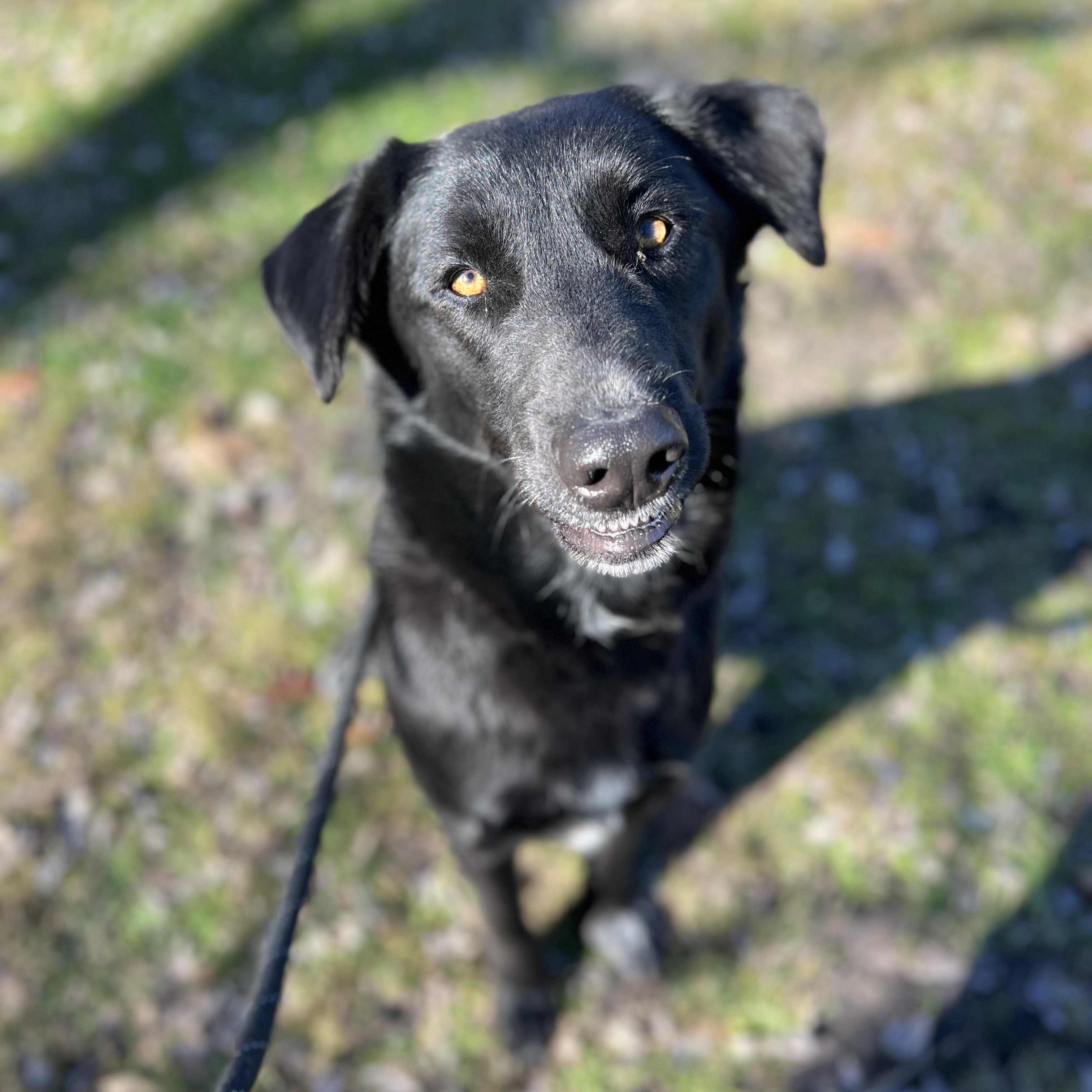 Elsiey, ADOPTABLE, Adult Female Black Labrador Retriever.