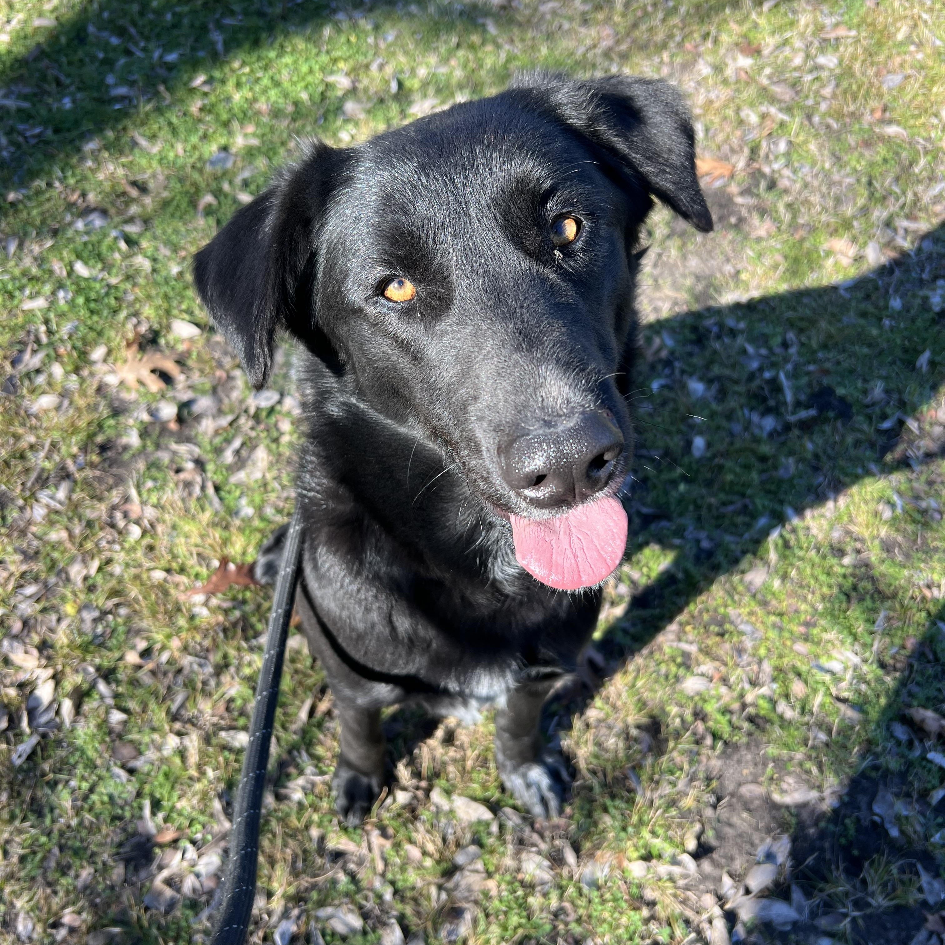 Enlarge Elsiey, a ADOPTABLE mixed breed in Sherman, TX image 2/3