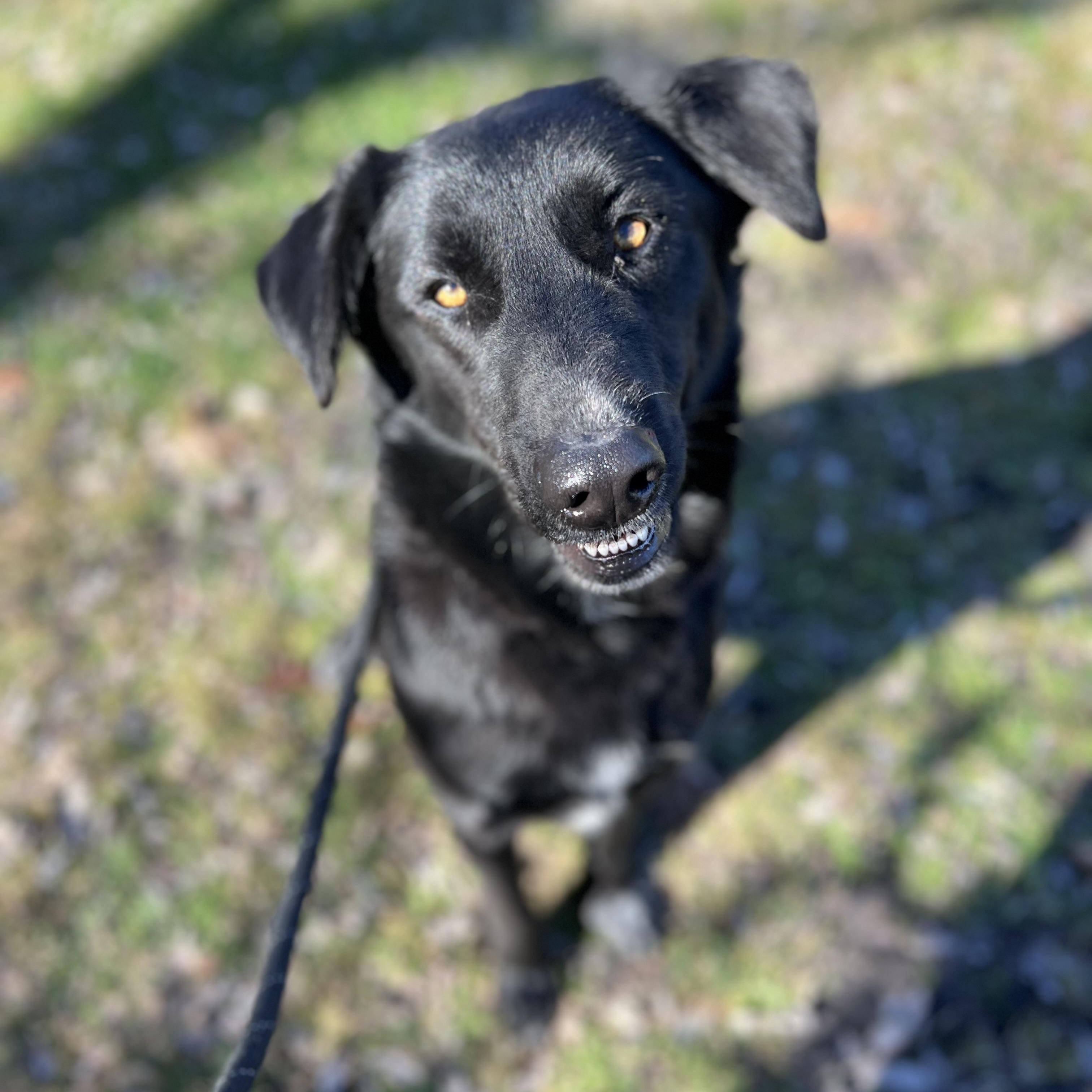 Enlarge Elsiey, a ADOPTABLE mixed breed in Sherman, TX image 3/3