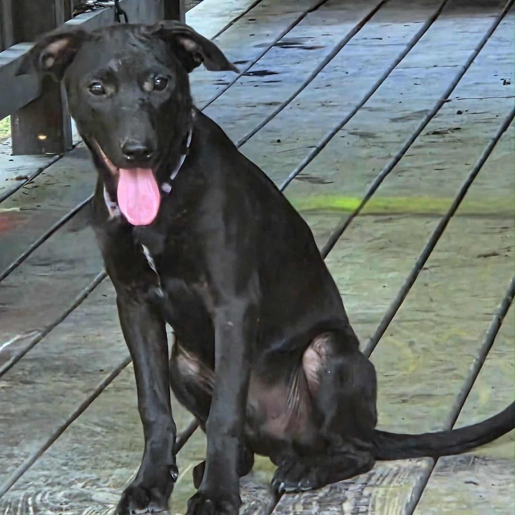 Enlarge Ares P45778, a Adoptable mixed breed in Corsicana, TX image 1/2