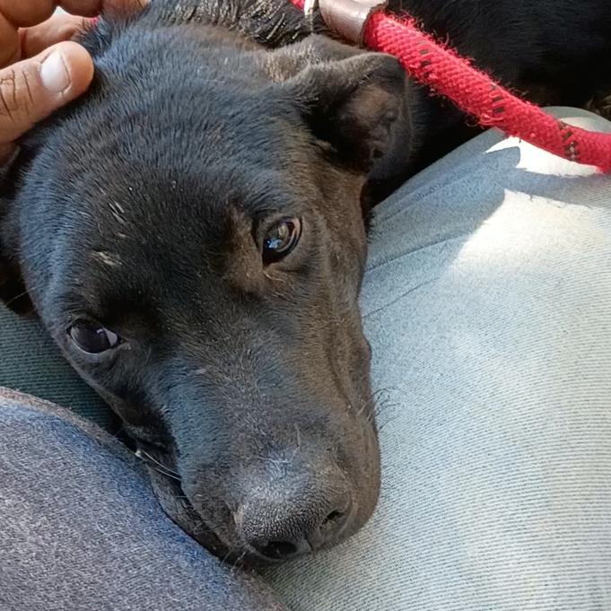 Enlarge Ares P45778, a Adoptable mixed breed in Corsicana, TX image 2/2