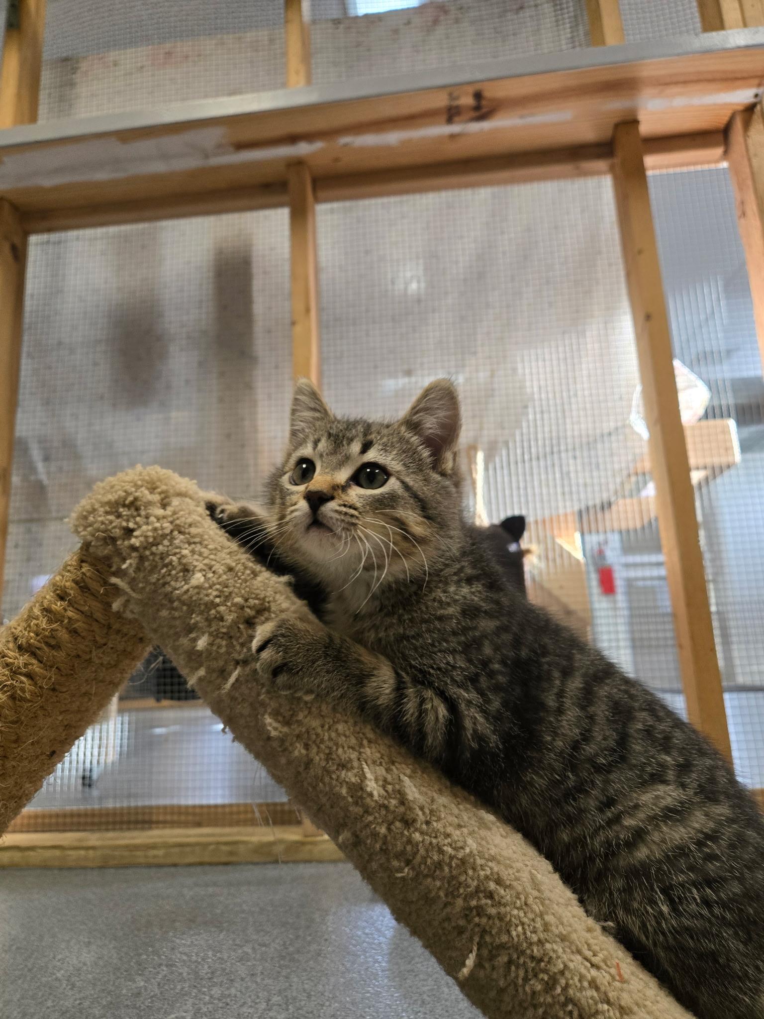 Enlarge Mercedes, a ADOPTABLE Domestic Short Hair in Chisholm, MN image 2/4