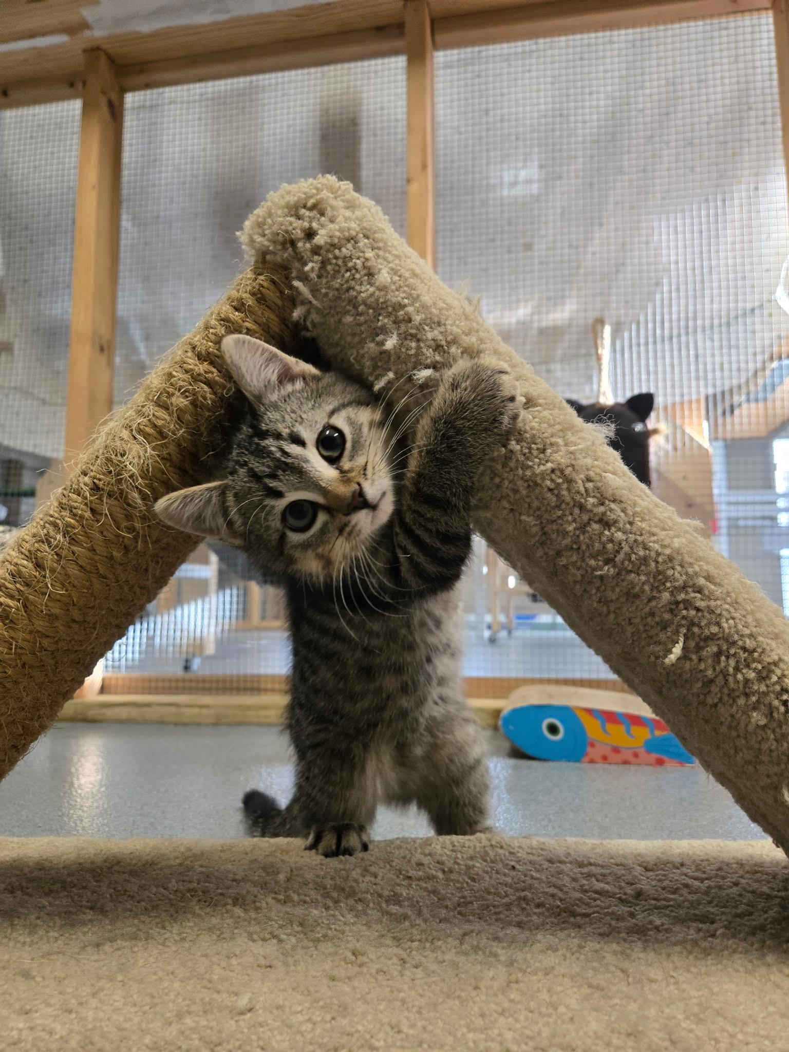 Enlarge Mercedes, a ADOPTABLE Domestic Short Hair in Chisholm, MN image 4/4