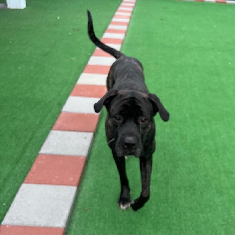 Georgia Mae, Adoptable, Adult Female Cane Corso & Mastiff.