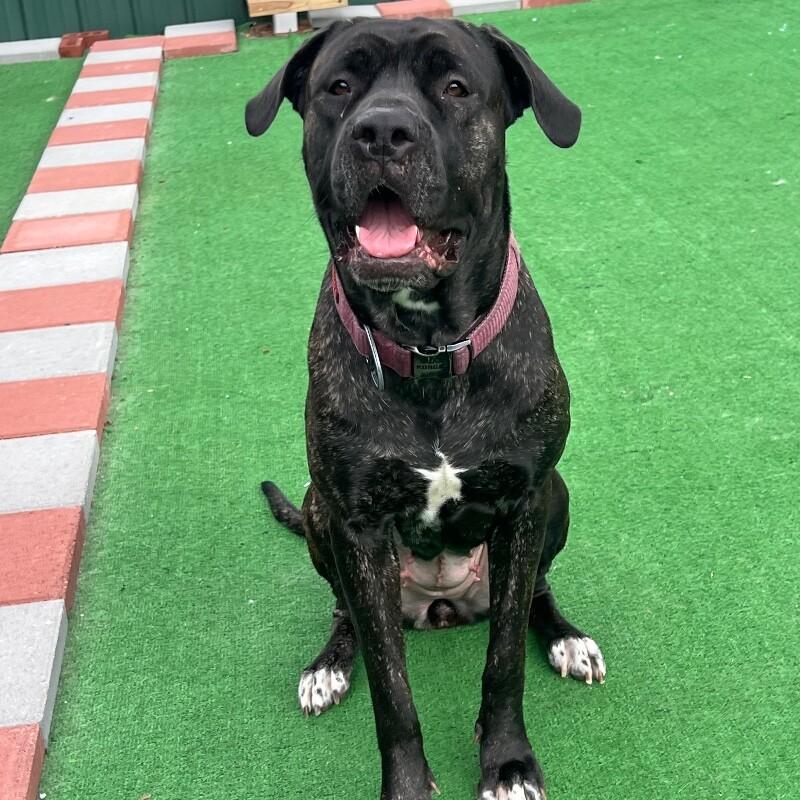 Enlarge Georgia Mae, a Adoptable mixed breed in Roanoke, VA image 2/3