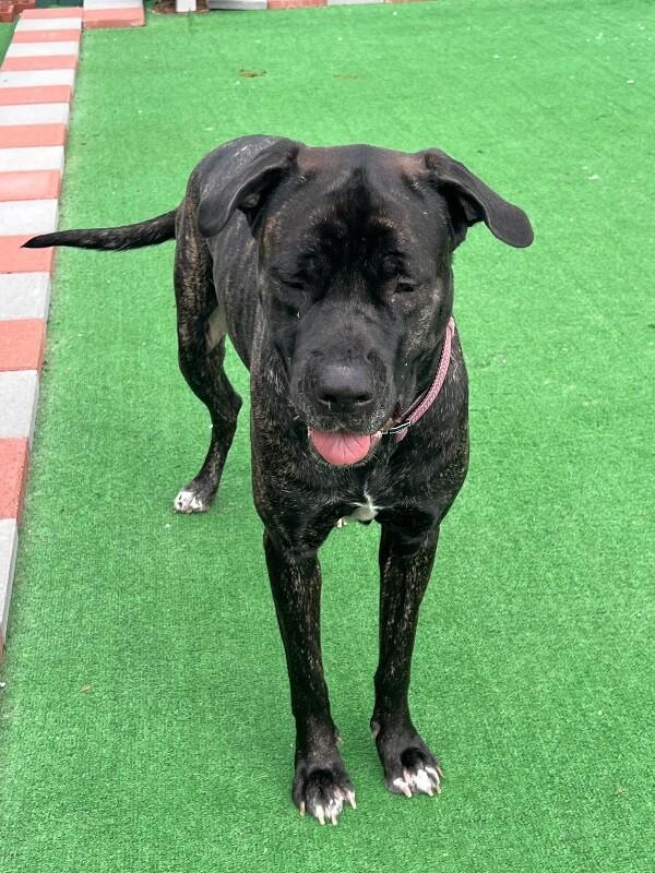 Enlarge Georgia Mae, a Adoptable mixed breed in Roanoke, VA image 3/3