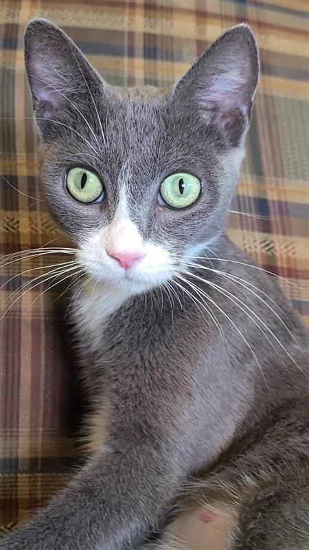 Molly, Adoptable, Young Female Domestic Short Hair.