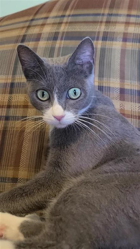 Enlarge Molly, a Adoptable mixed breed in Fayetteville, AR image 2/4