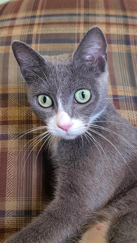 Enlarge Molly, a Adoptable mixed breed in Fayetteville, AR image 3/4