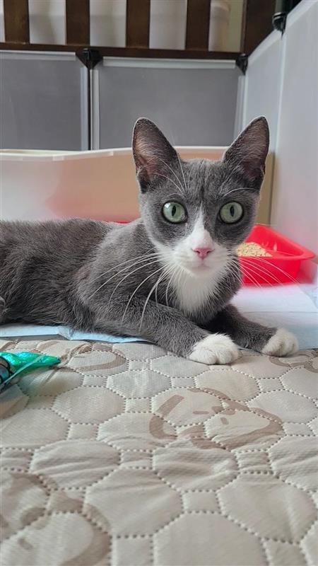 Enlarge Molly, a Adoptable mixed breed in Fayetteville, AR image 4/4