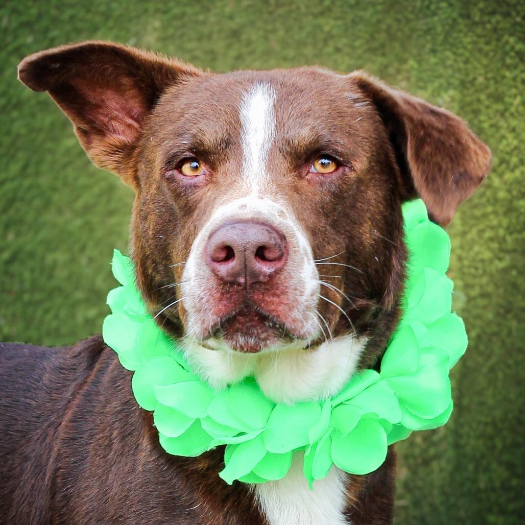 Enlarge Brick, a Adoptable Mixed Breed in Lake Jackson, TX image 1/2