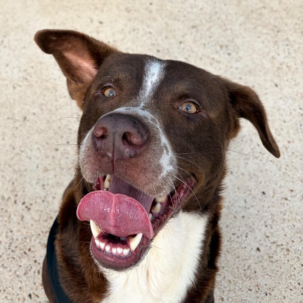 Enlarge Brick, a Adoptable Mixed Breed in Lake Jackson, TX image 2/2