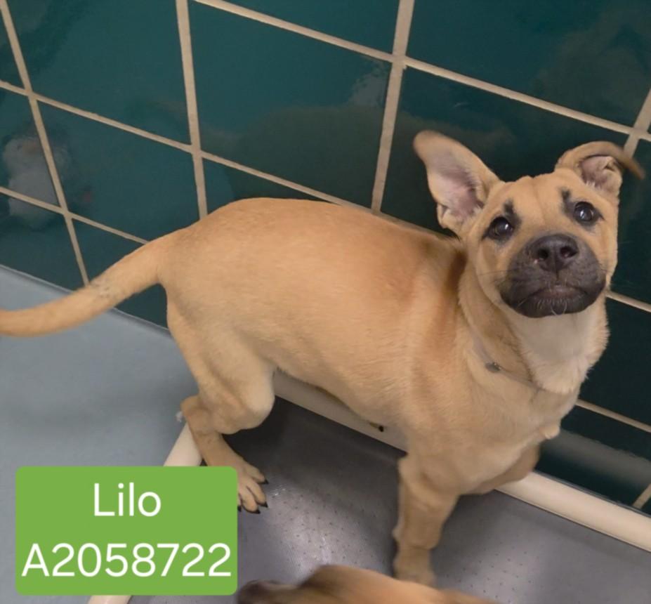 Enlarge LILO, a Adoptable mixed breed in Houston, TX image 1/1