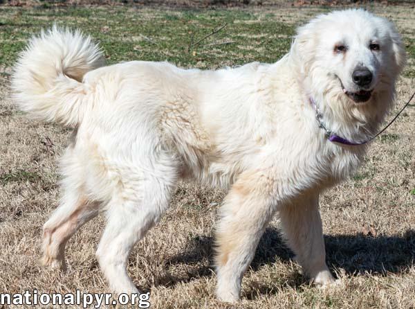 Fluke in CT - Sweet Pocket-Pyr Gentleman!
