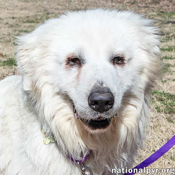 Fluke in CT - Sweet Pocket-Pyr Gentleman!