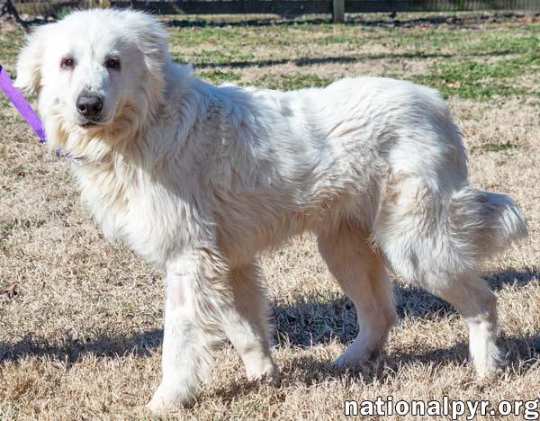 Fluke in CT - Sweet Pocket-Pyr Gentleman!
