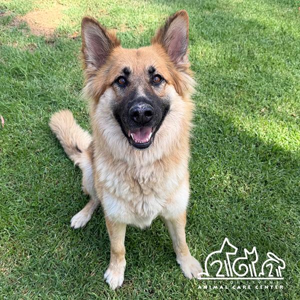 SUMMER, Adoptable, Adult Female Shepherd & Mixed Breed.