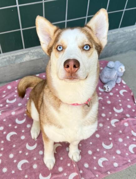SHILOH, Adoptable, Young Female Siberian Husky.
