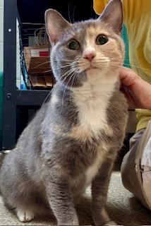 Chilli, Adoptable, Adult Female Domestic Short Hair & Domestic Short Hair.