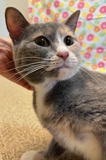 Enlarge Chilli, a Adoptable Domestic Short Hair in Anderson, IN image 2/2