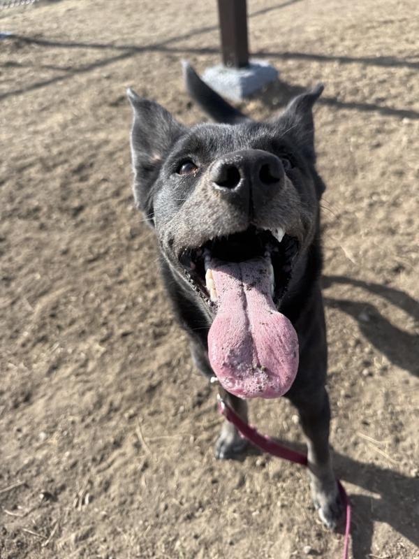 Lolita, Adoptable, Adult Female Mixed Breed.