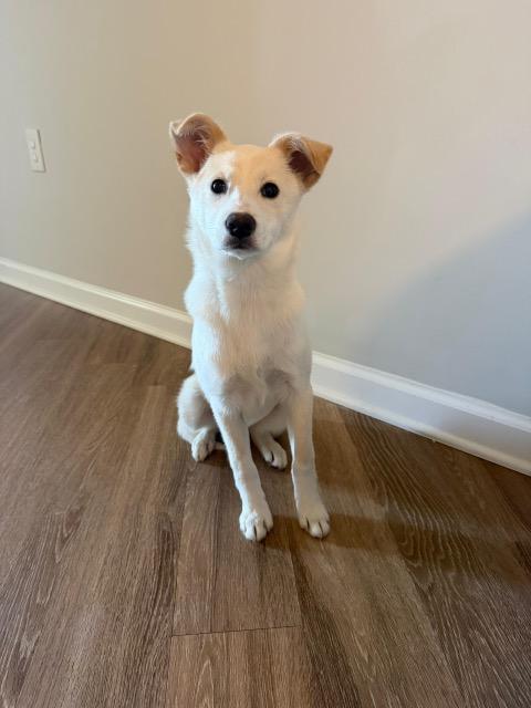 Enlarge Ivory, a ADOPTABLE mixed breed in Manhasset, NY image 3/6