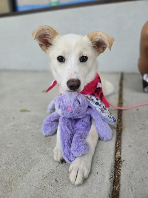 Enlarge Ivory, a ADOPTABLE mixed breed in Manhasset, NY image 1/6