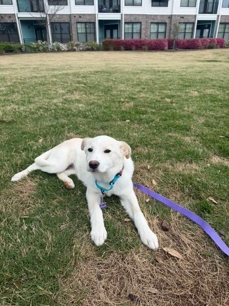 Enlarge Ivory, a ADOPTABLE mixed breed in Manhasset, NY image 4/6