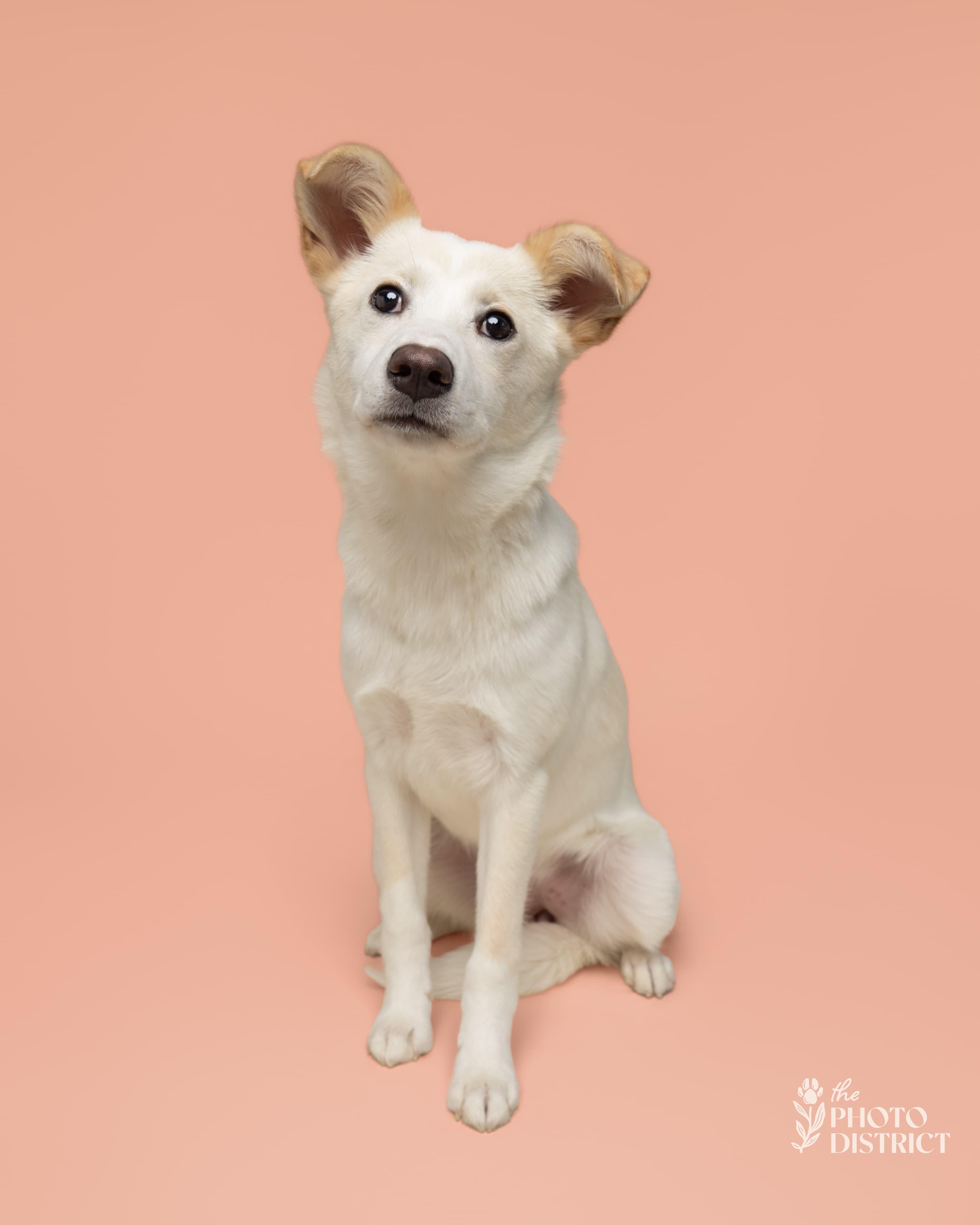 Ivory, an adopted mixed breed in Manhasset, NY image 1/6