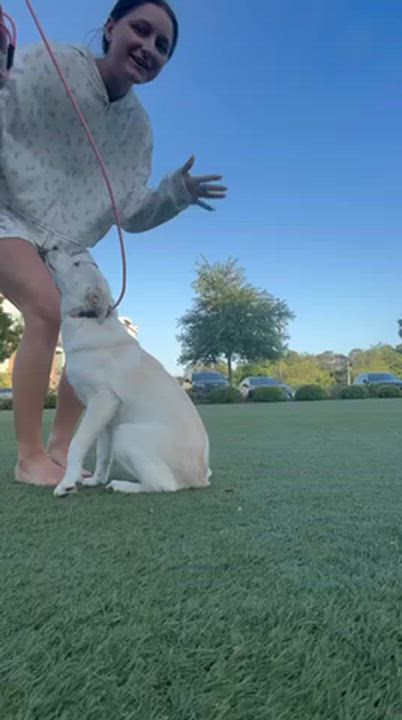 Enlarge Ivory, an adopted mixed breed in Manhasset, NY video 4/6