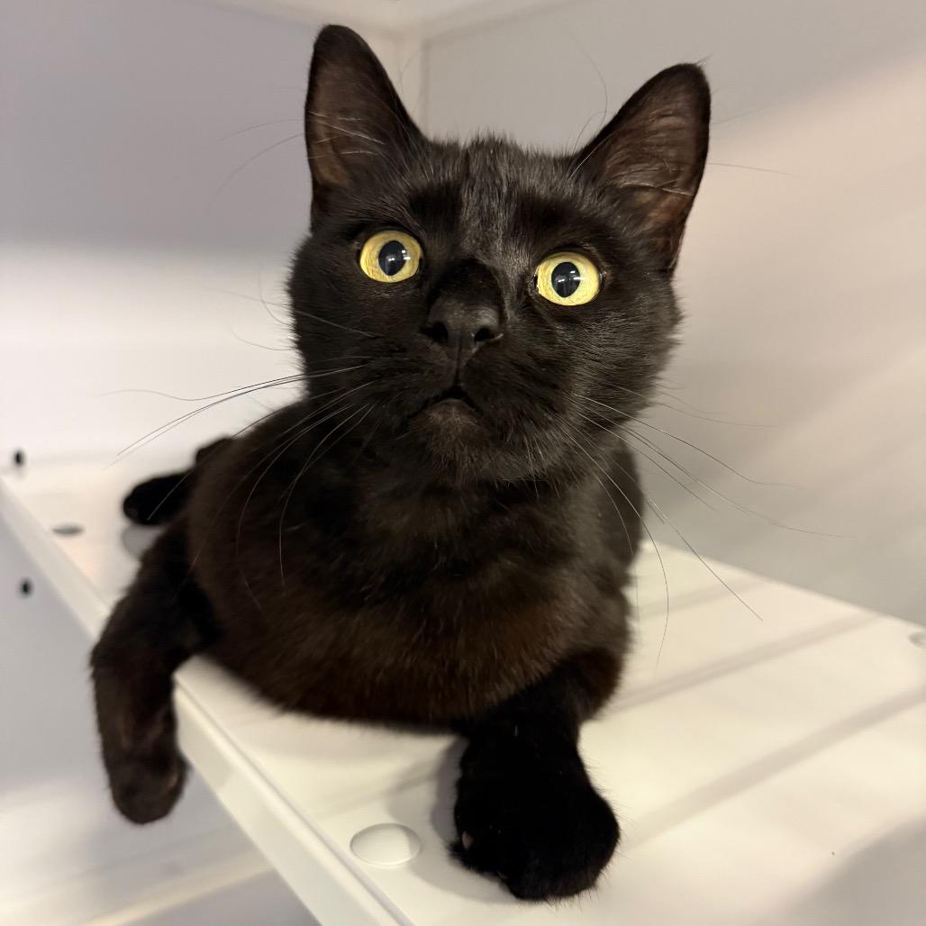 Enlarge Umbreon, a Adoptable Domestic Short Hair in Sarasota, FL image 1/6