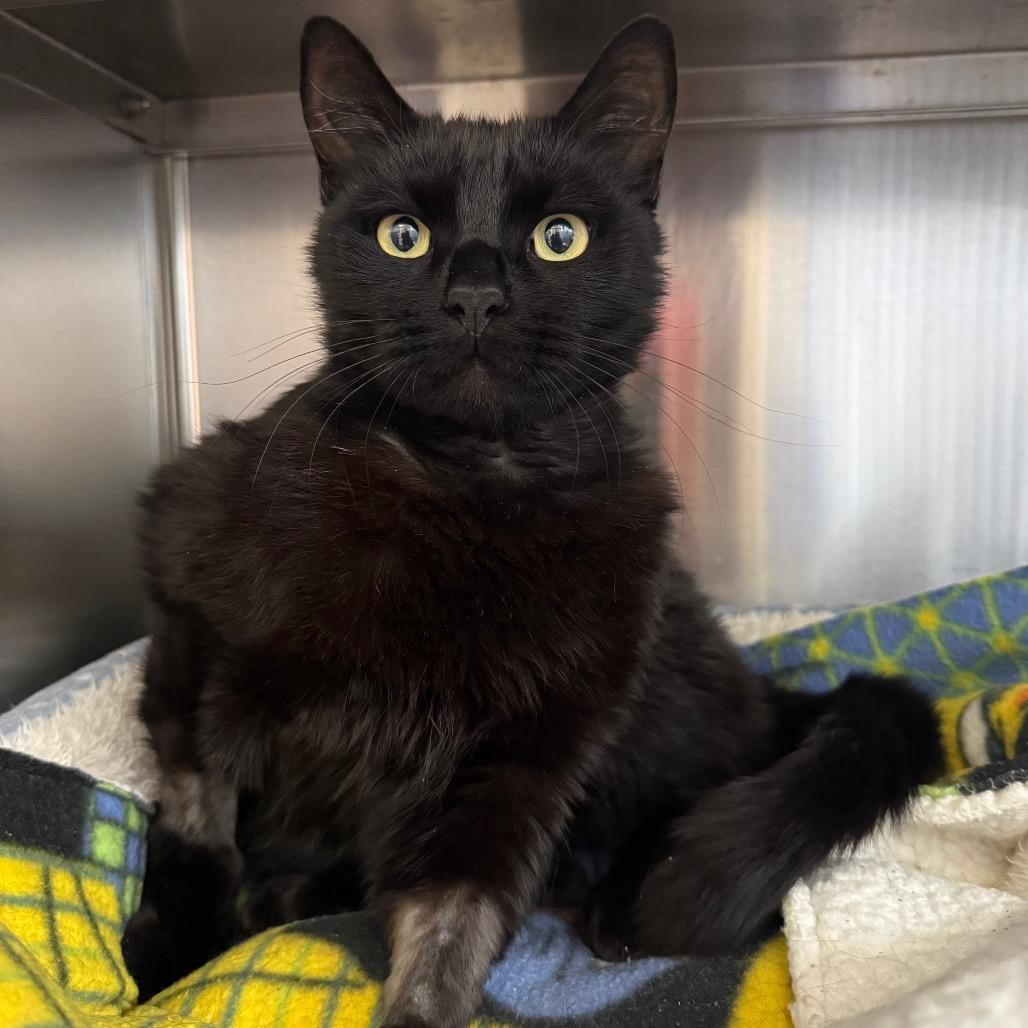 Umbreon, Adoptable, Adult Male Domestic Short Hair.