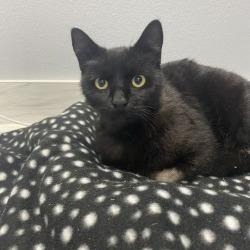 Enlarge Umbreon, a Adoptable Domestic Short Hair in Sarasota, FL image 2/2