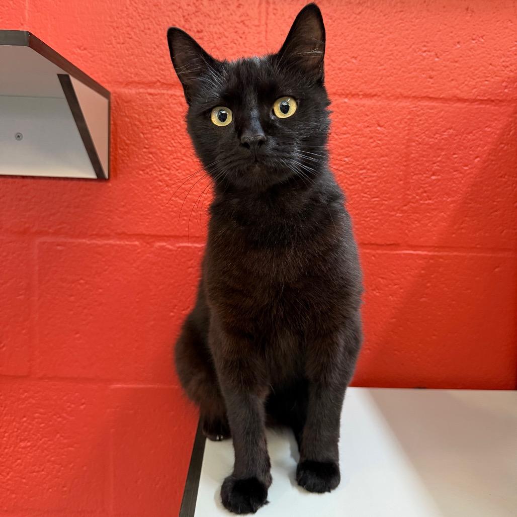 Enlarge Umbreon, a Adoptable Domestic Short Hair in Sarasota, FL image 4/6