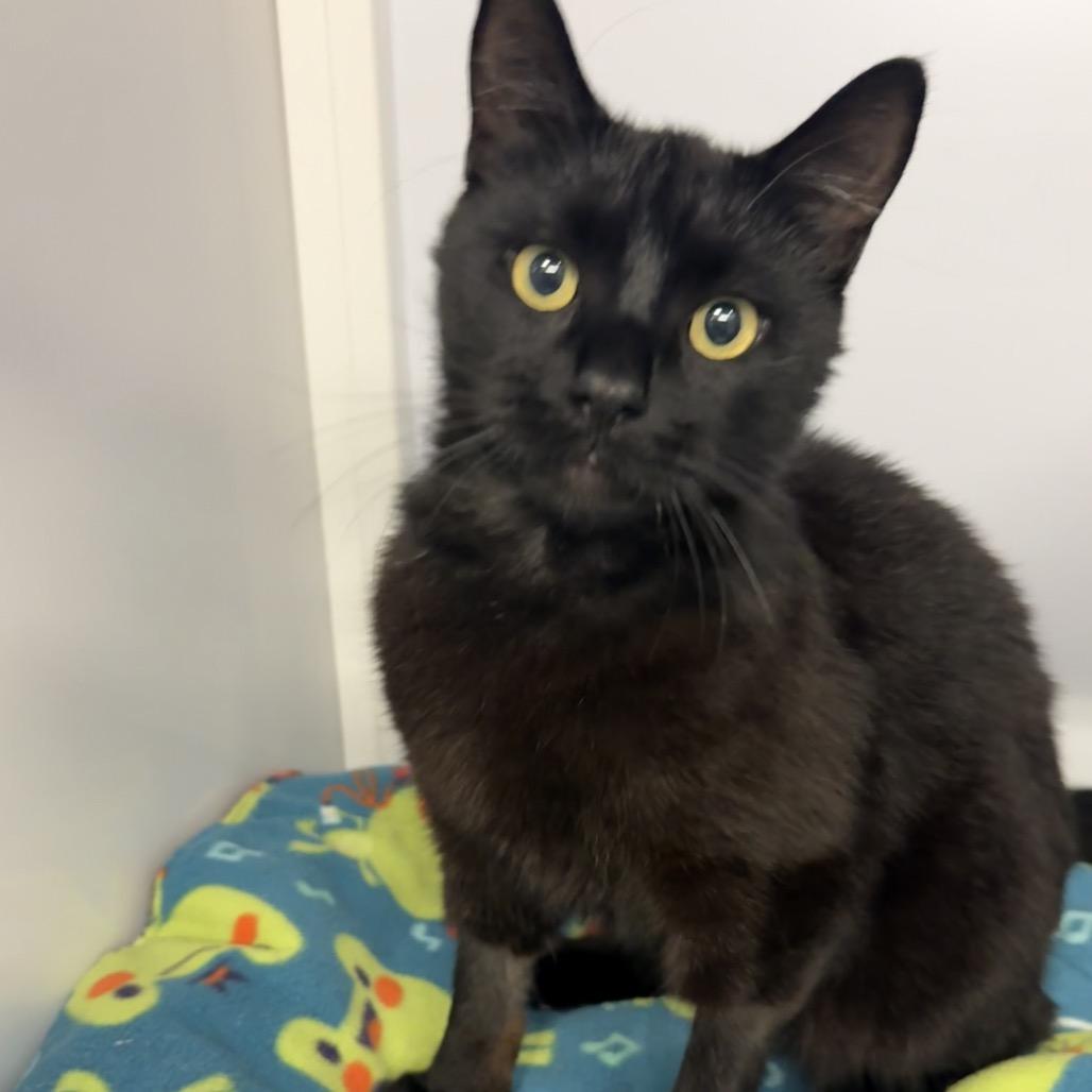 Enlarge Umbreon, a Adoptable Domestic Short Hair in Sarasota, FL image 5/6