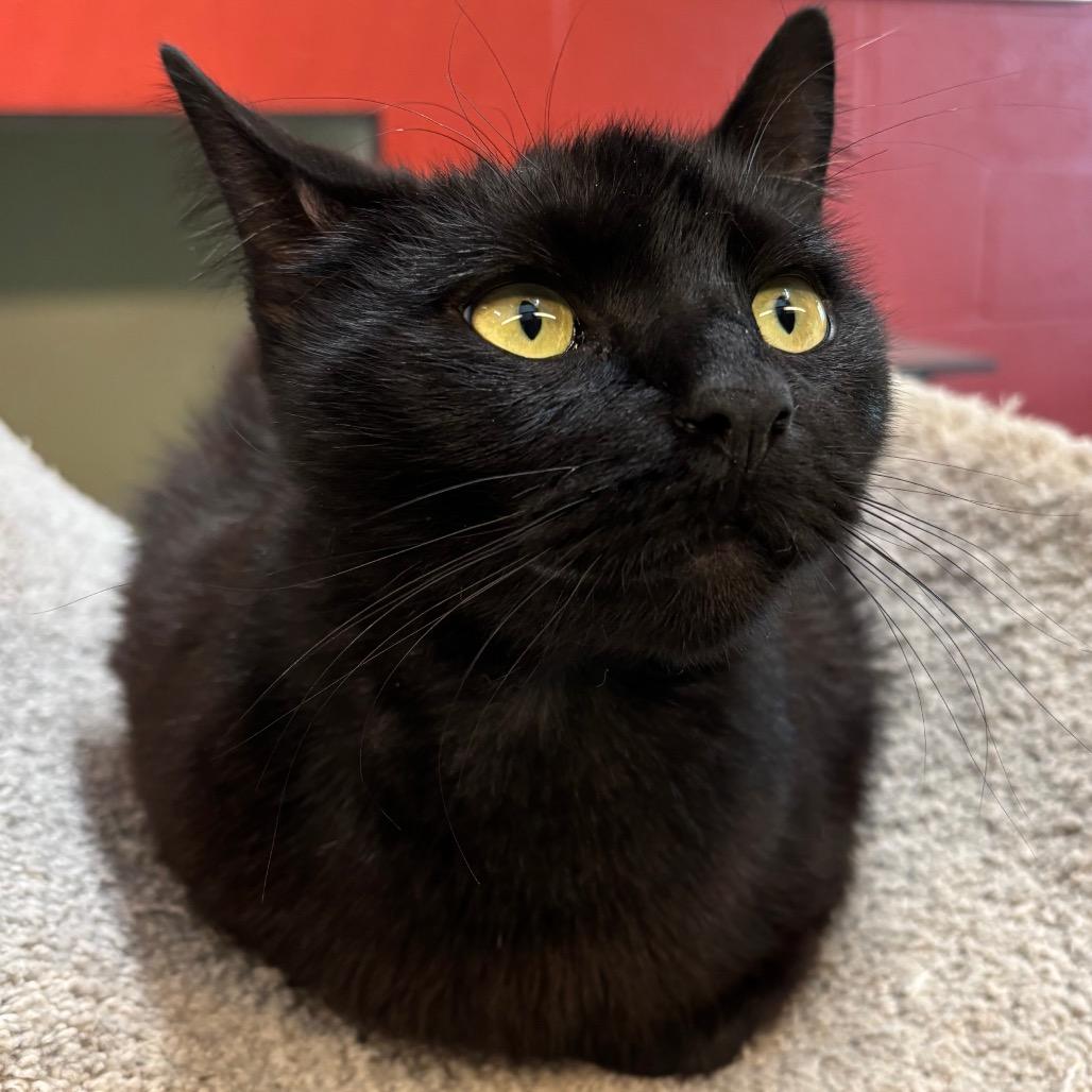 Enlarge Umbreon, a Adoptable Domestic Short Hair in Sarasota, FL image 6/6