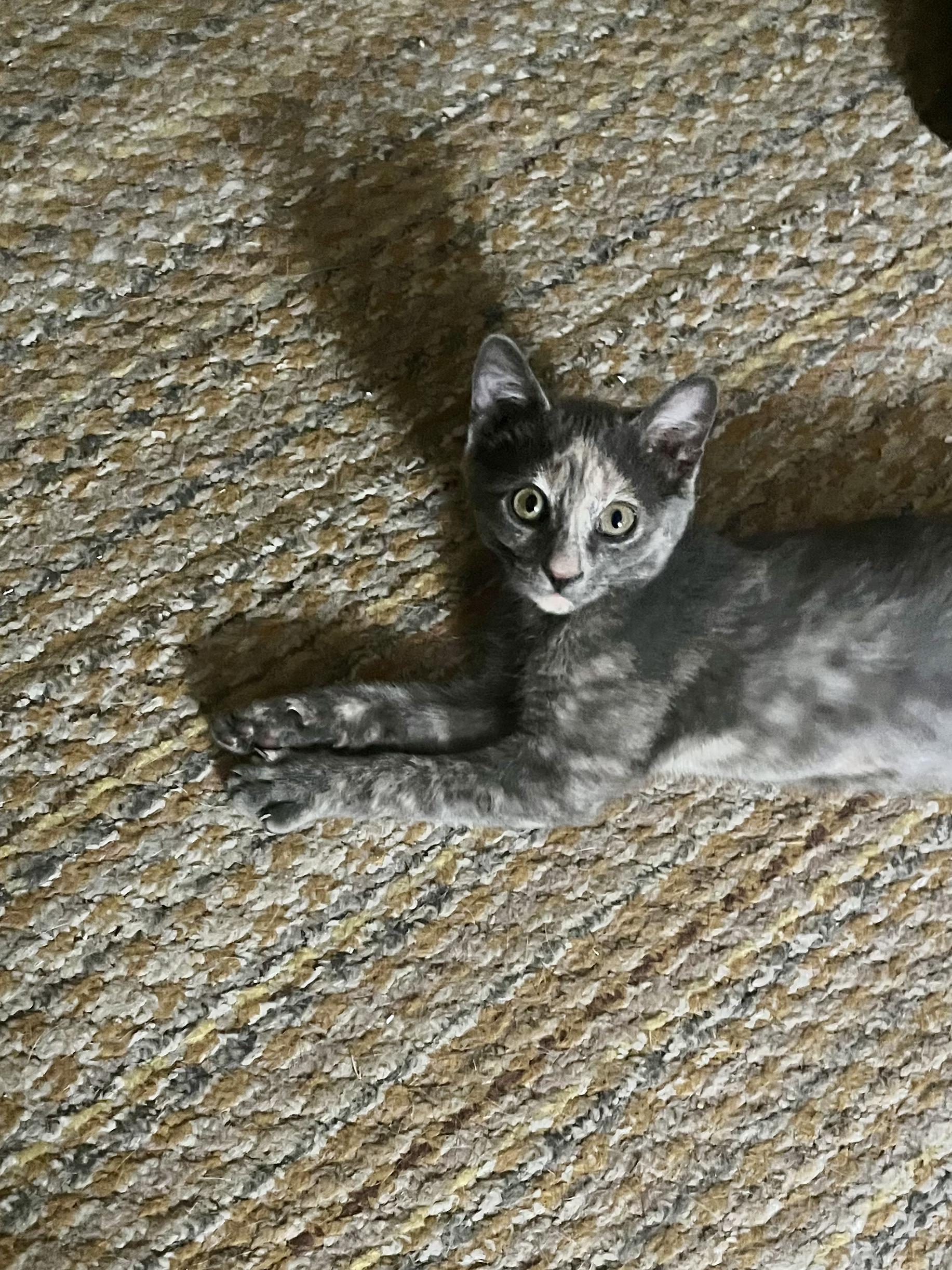 Kiko