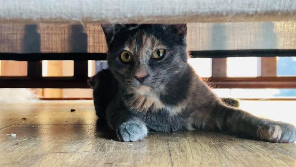 Kiko