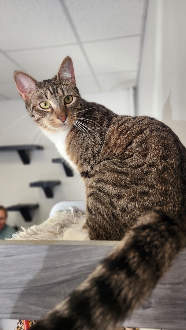 Ivan, a Adoptable Domestic Short Hair in Colonia, NJ image 1/9